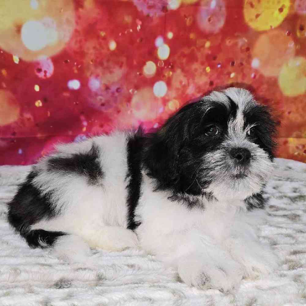 Male Malshi Puppy for Sale in Virginia Beach, VA
