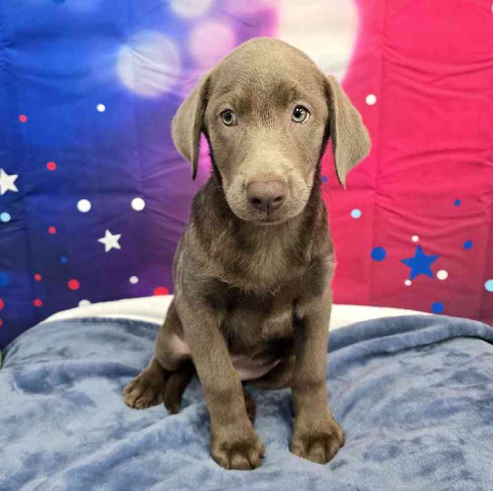 Female Labrador Retriever Puppy for Sale in Virginia Beach, VA