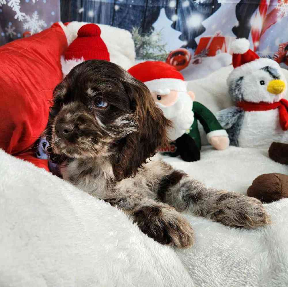 Male Cocker Spaniel Puppy for Sale in Virginia Beach, VA