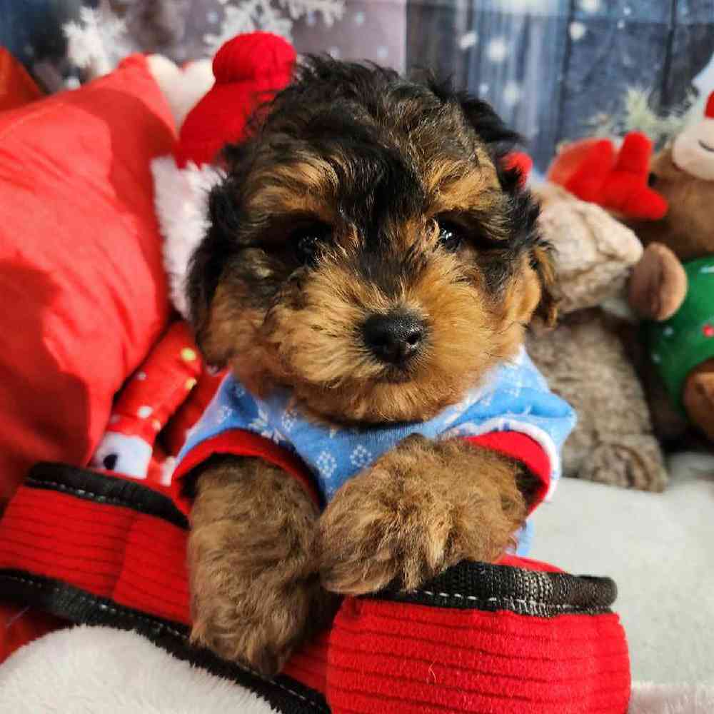 Male Yorkie-Poo Puppy for Sale in Virginia Beach, VA