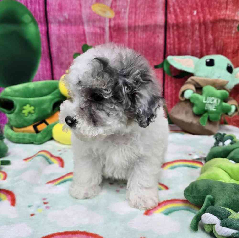 Female Maltipoo Puppy for Sale in Virginia Beach, VA