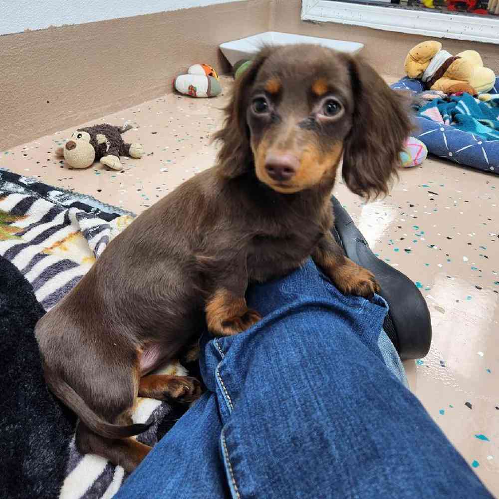 Female Dachshund Puppy for Sale in Virginia Beach, VA