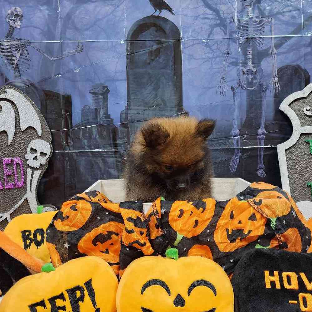 Male Pomeranian Puppy for sale