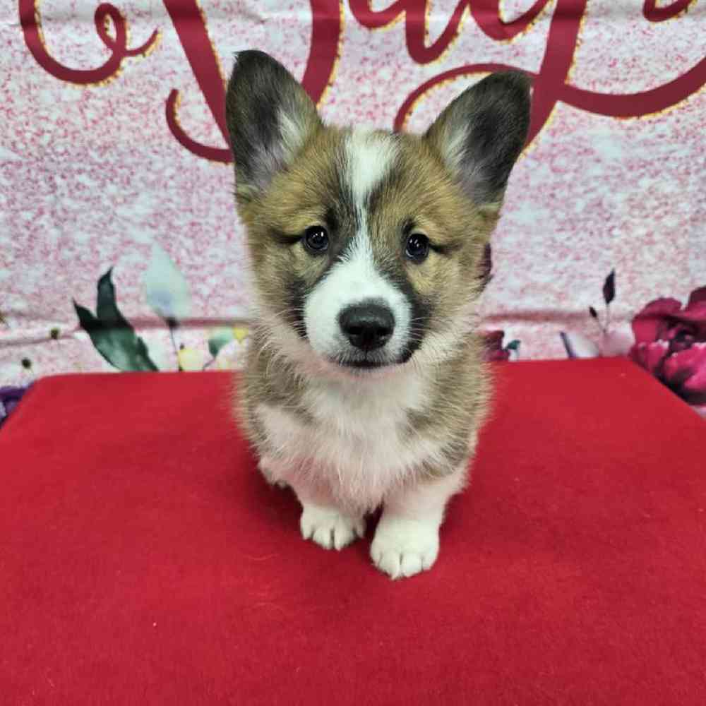 Male Pembroke Welsh Corgi Puppy for Sale in Virginia Beach, VA