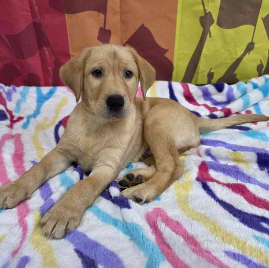 Labrador Retriever