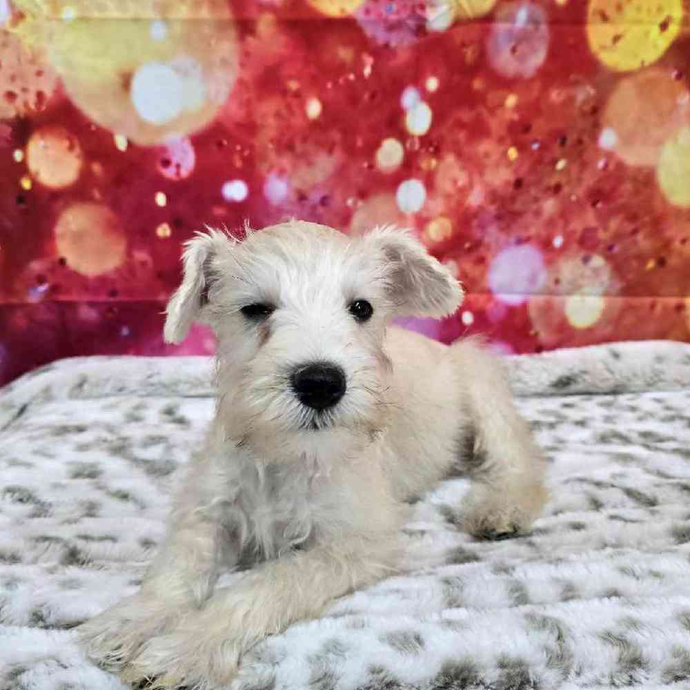 Male Mini Schnauzer Puppy for Sale in Virginia Beach, VA