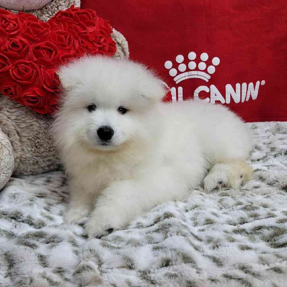 Male Samoyed Puppy for Sale in Virginia Beach, VA