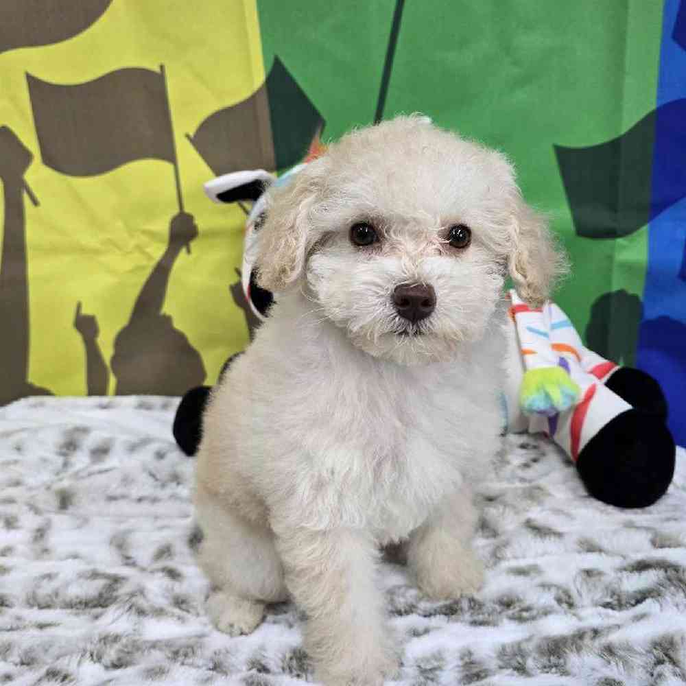 Female Poodle Toy Puppy for Sale in Virginia Beach, VA