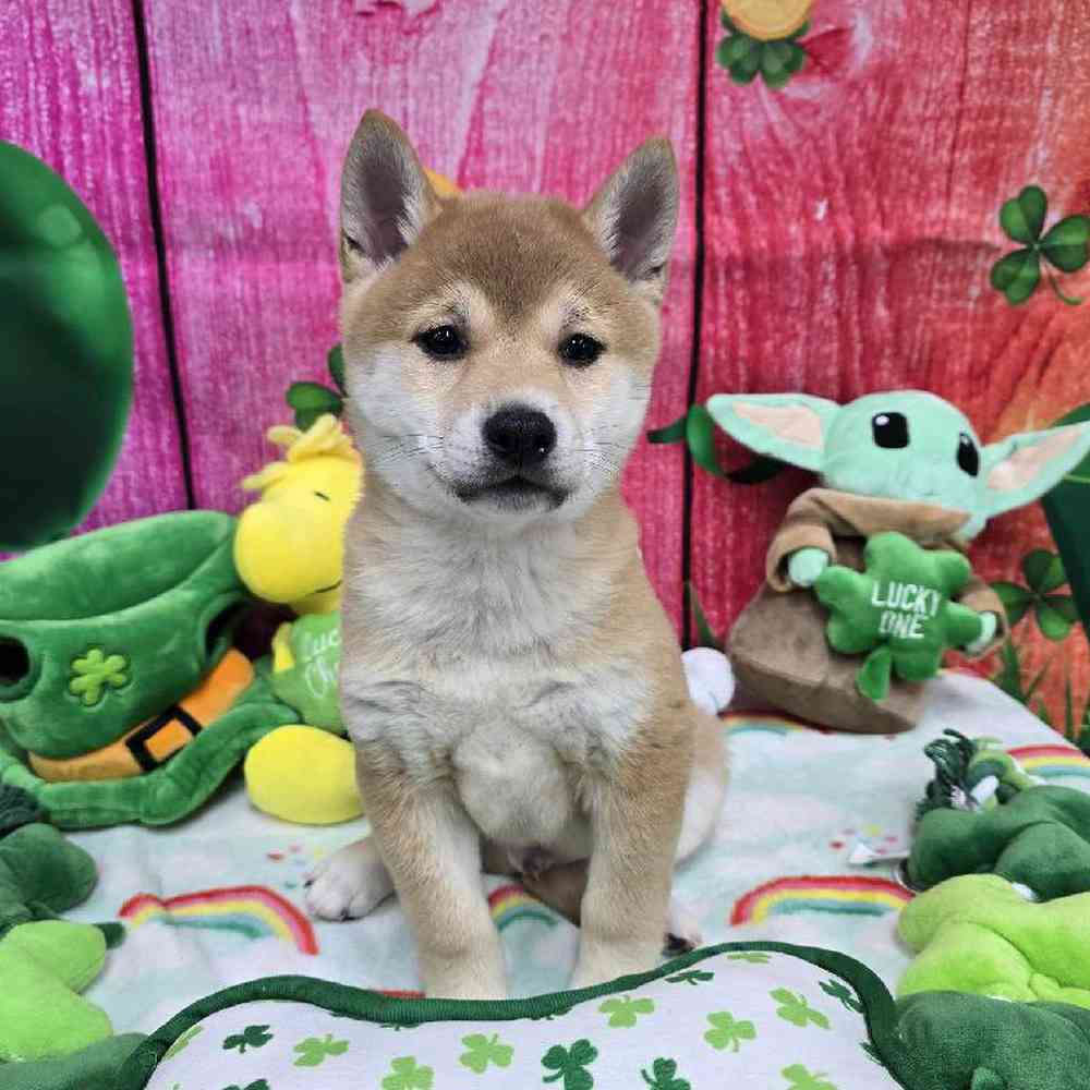 Male Shiba Inu Puppy for Sale in Virginia Beach, VA