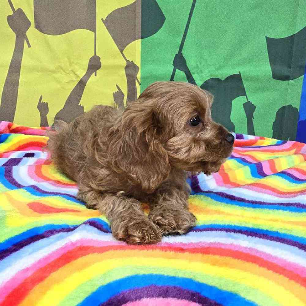 Male Cavapoo Puppy for Sale in Virginia Beach, VA