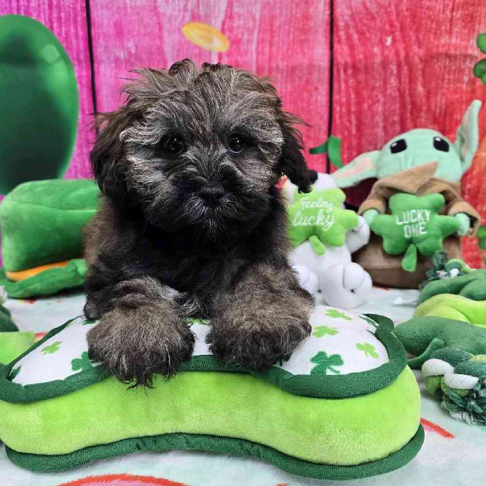Male Shipoo Puppy for Sale in Virginia Beach, VA