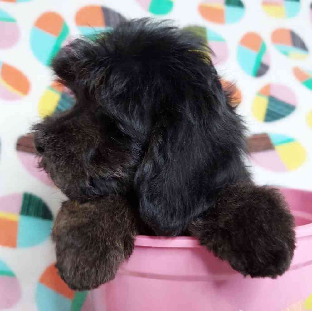 Male Dachshund-Cavalier King Charles Spaniel Puppy for sale