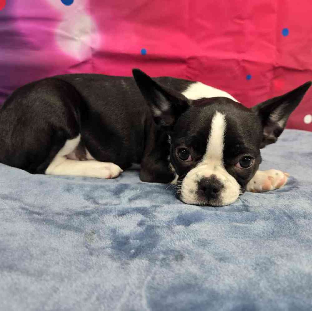 Female Frenchton Puppy for Sale in Virginia Beach, VA