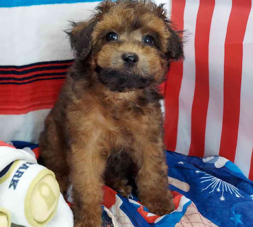 Male Maltipoo Puppy for sale