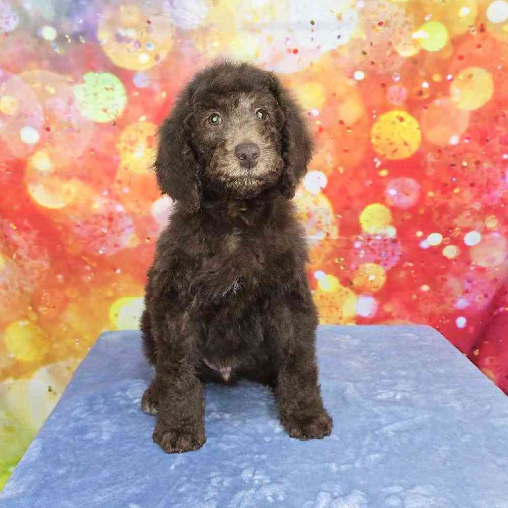 Male Standard Poodle Puppy for Sale in Virginia Beach, VA