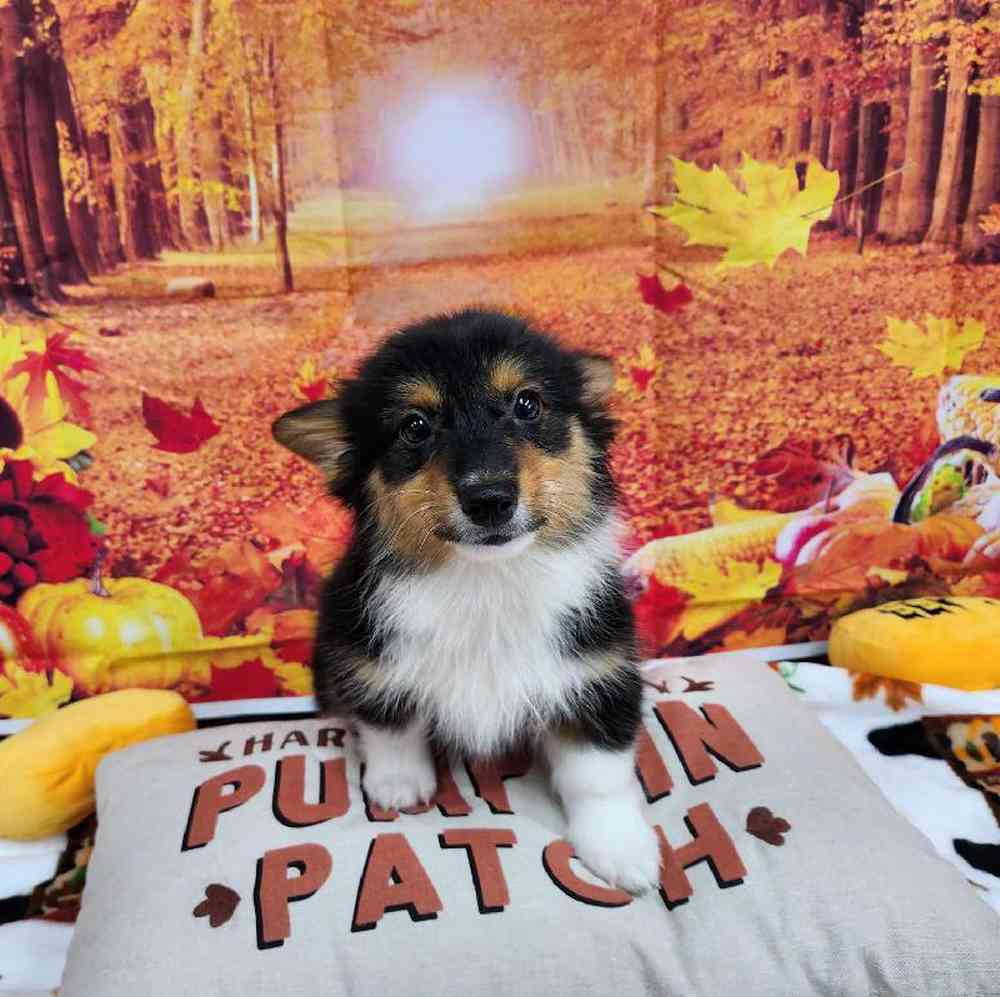 Male Pembroke Welsh Corgi Puppy for Sale in Virginia Beach, VA
