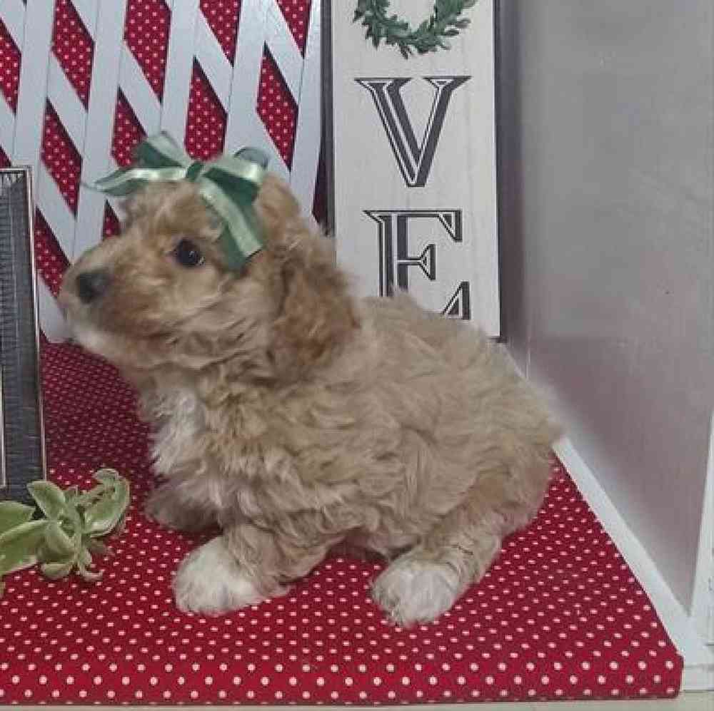Image of a pet breed in the gallery