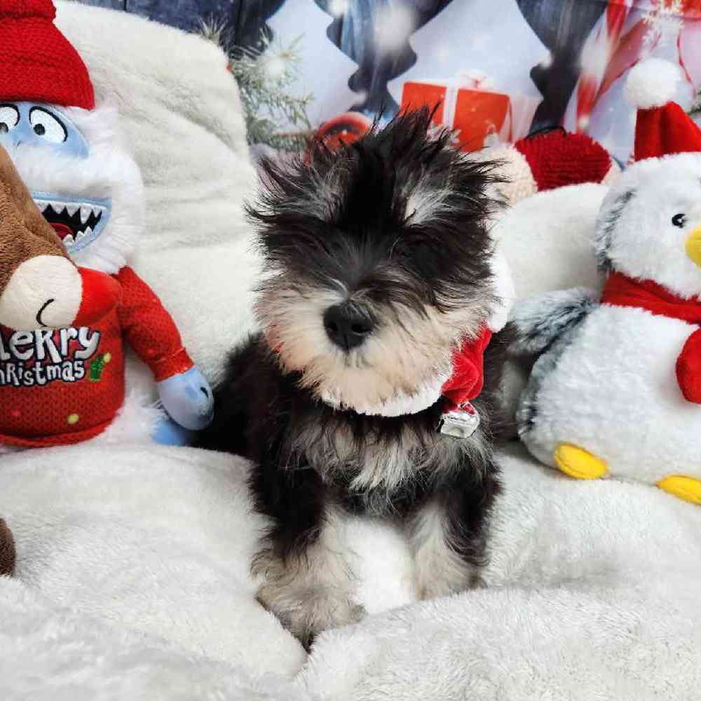 Female Mini Schnauzer Puppy for Sale in Virginia Beach, VA