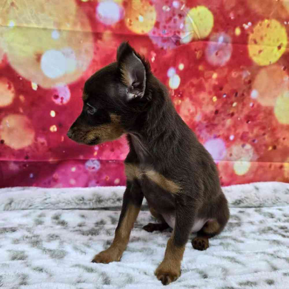 Male Min Pin Puppy for Sale in Virginia Beach, VA