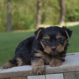 Yorkie