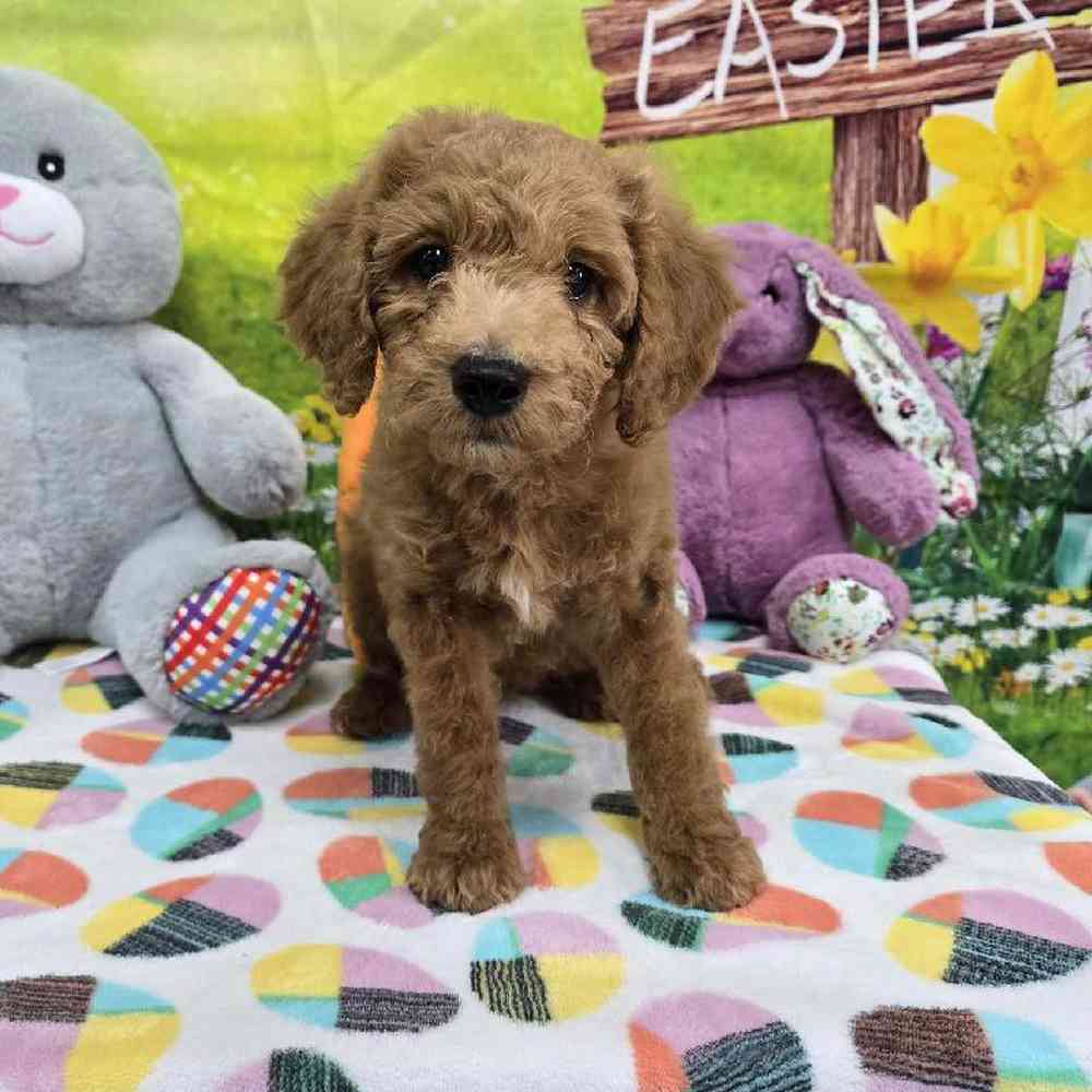 Female Mini Goldendoodle Puppy for Sale in Virginia Beach, VA