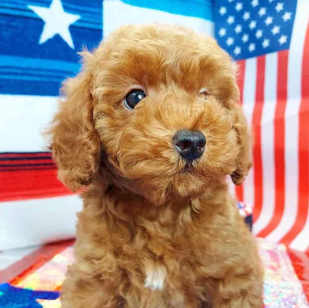 Male Mini Poodle Puppy for sale