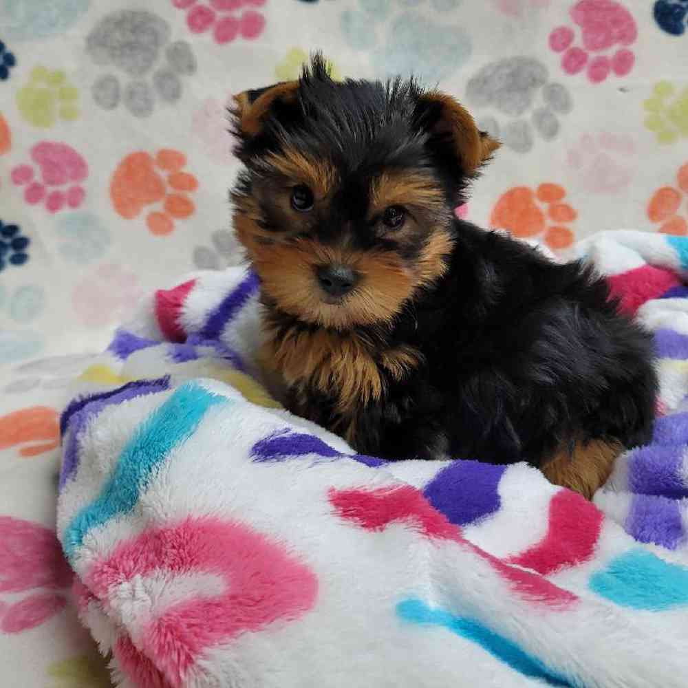 Male Yorkie Puppy for Sale in Virginia Beach, VA