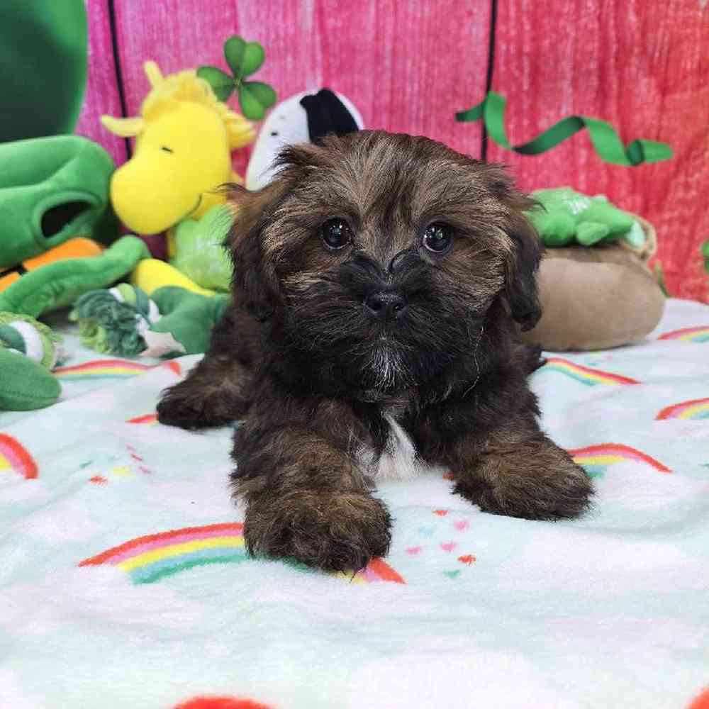 Female Shipoo Puppy for Sale in Virginia Beach, VA