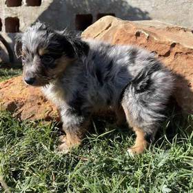 Mini Aussie