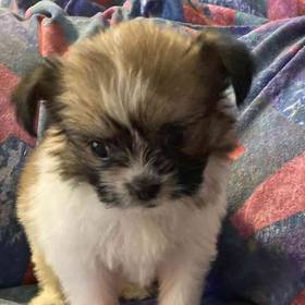 Papillon-Shih Tzu