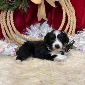 Mini Aussiedoodle
