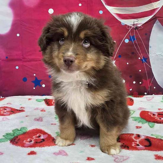Toy Australian Shepherd 