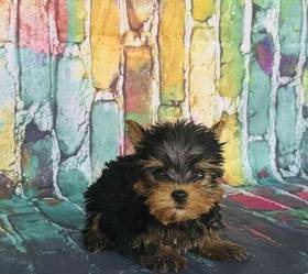 Yorkie