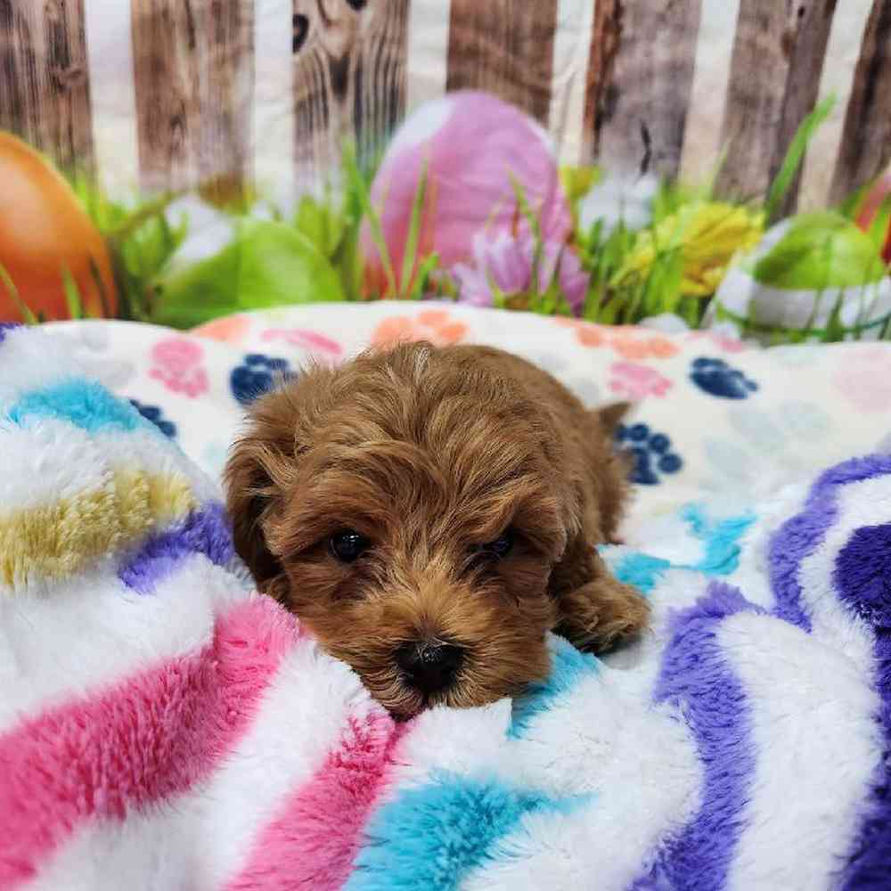 Female Cavapoo Puppy for Sale in Virginia Beach, VA
