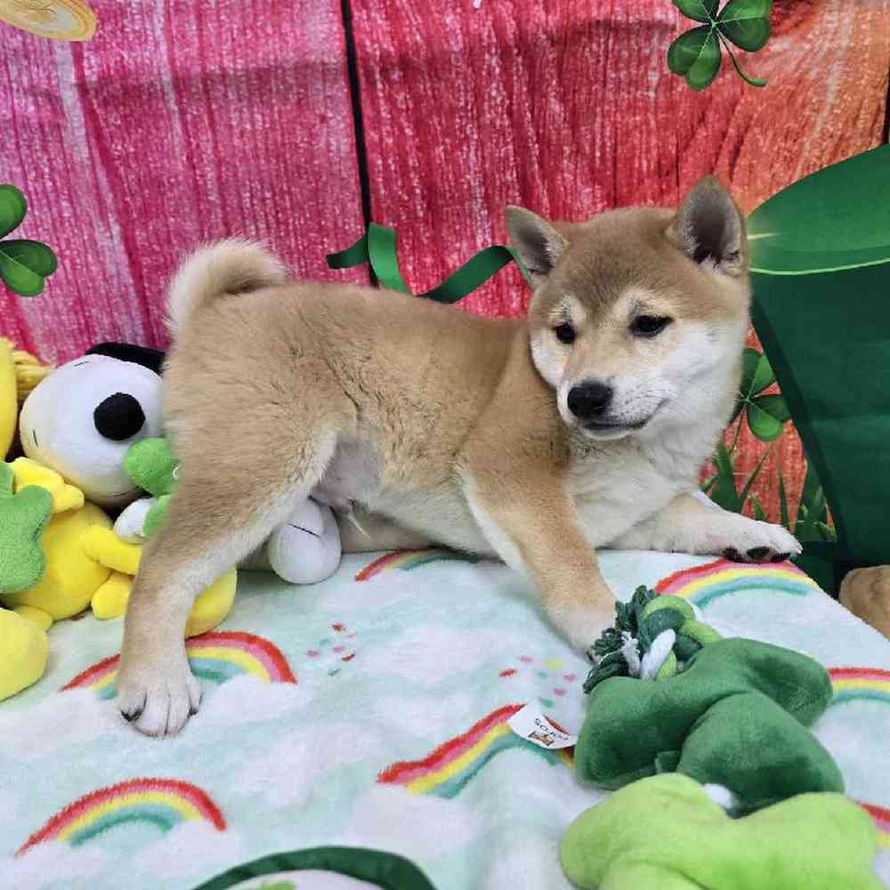 Male Shiba Inu Puppy for Sale in Virginia Beach, VA
