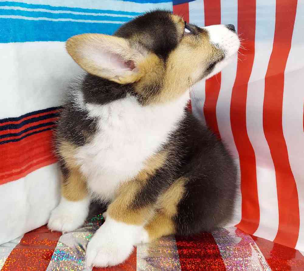 Male Pembroke Welsh Corgi Puppy for sale