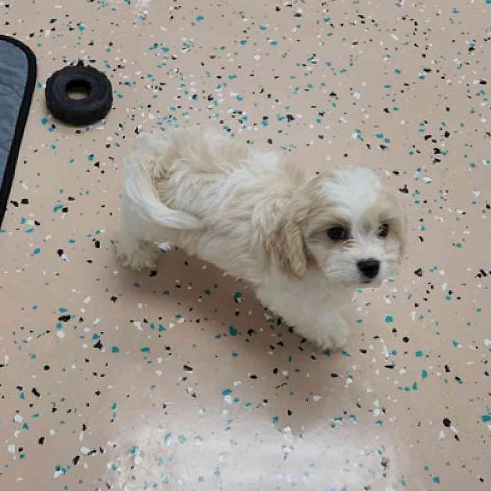 Male Cavachon Puppy for Sale in Virginia Beach, VA
