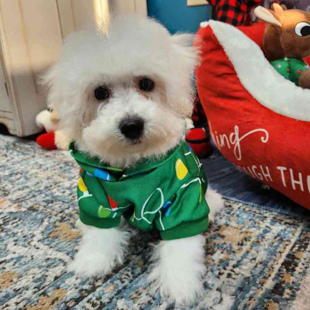 Male Bichon Puppy for Sale in Virginia Beach, VA