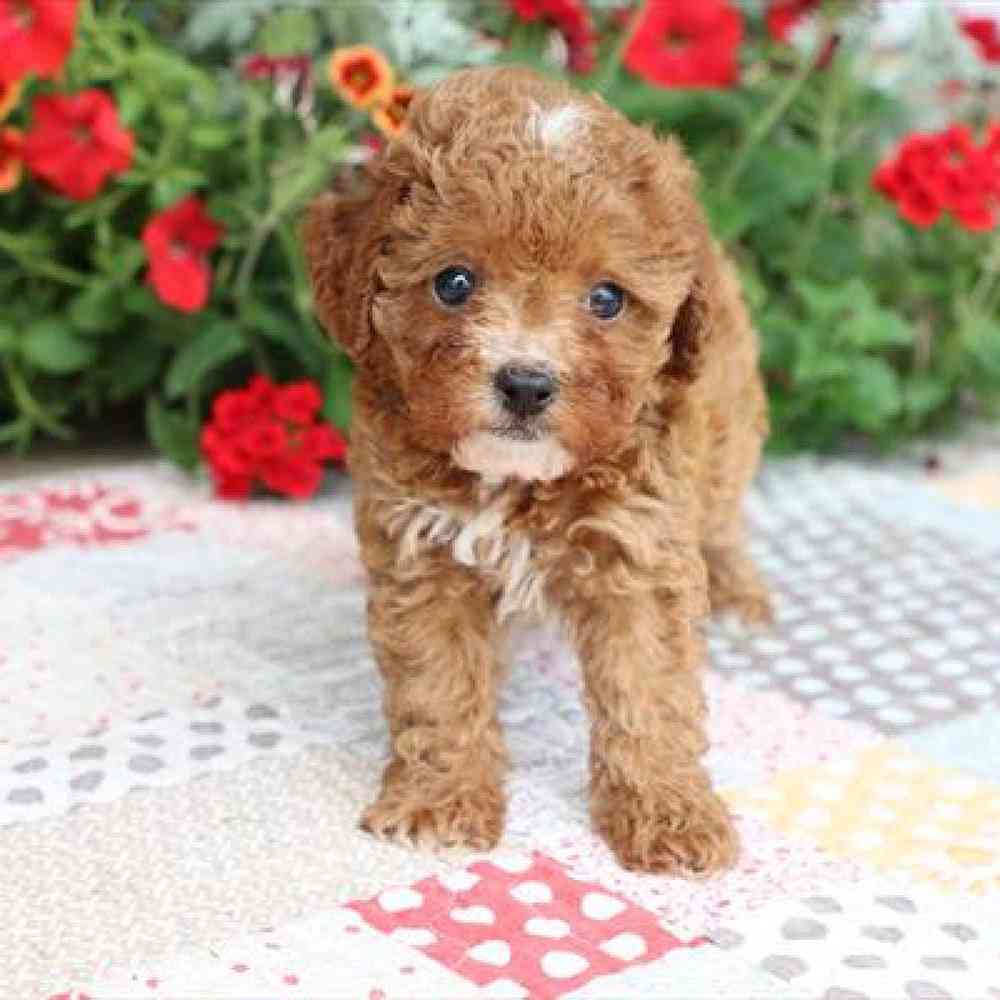 Female Cavapoo Puppy for Sale in Virginia Beach, VA