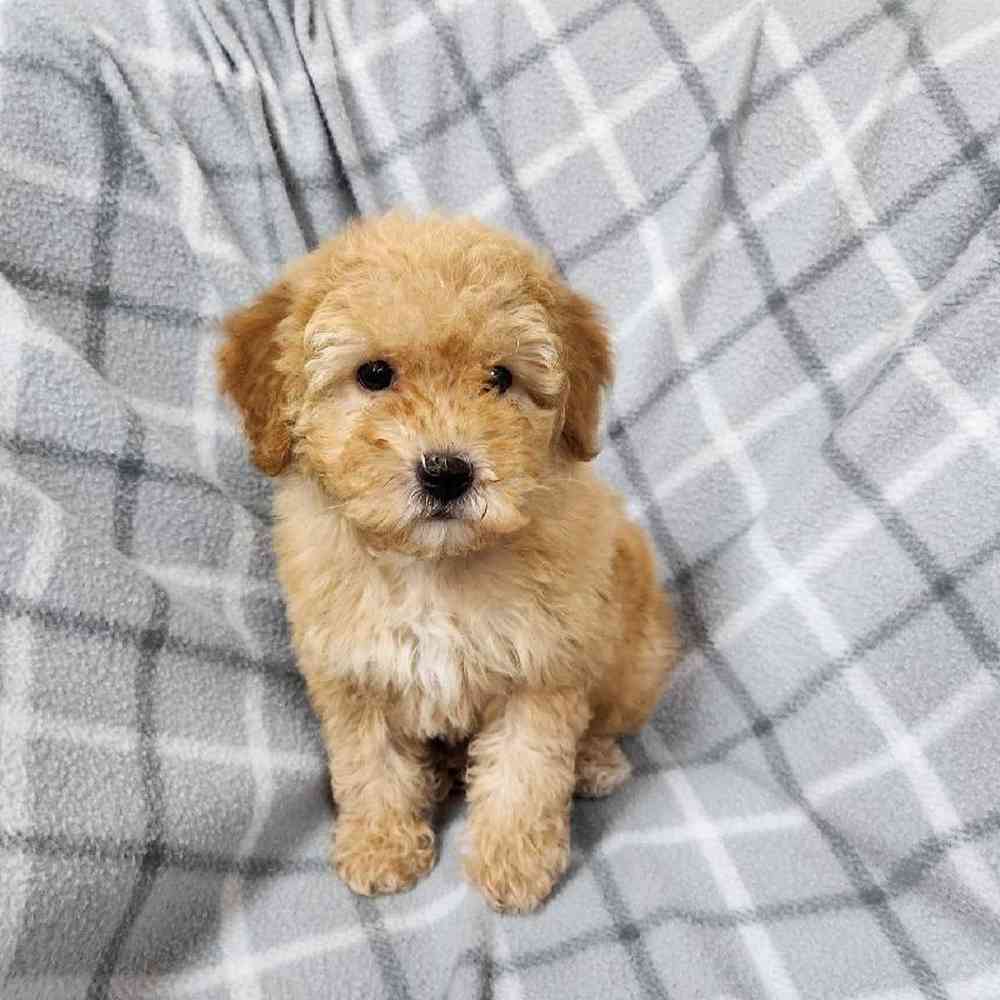 Male Poodle Toy Puppy for Sale in Virginia Beach, VA