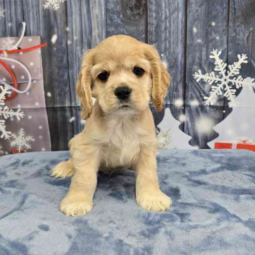 Male Cocker Spaniel Puppy for Sale in Virginia Beach, VA