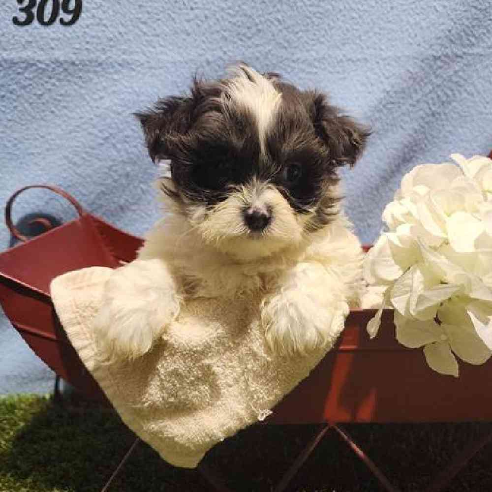 Male Malshi Puppy for Sale in Virginia Beach, VA