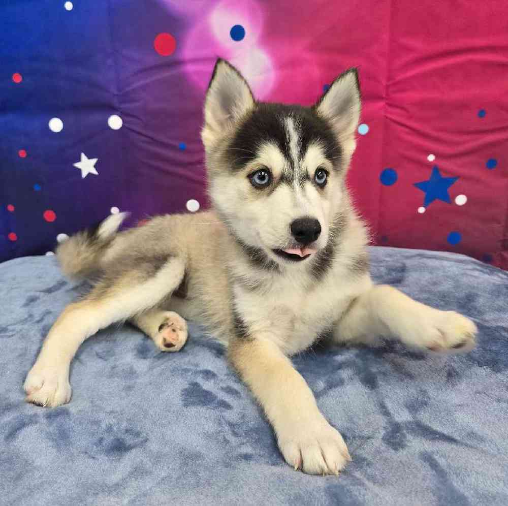 Female Pomsky Puppy for Sale in Virginia Beach, VA