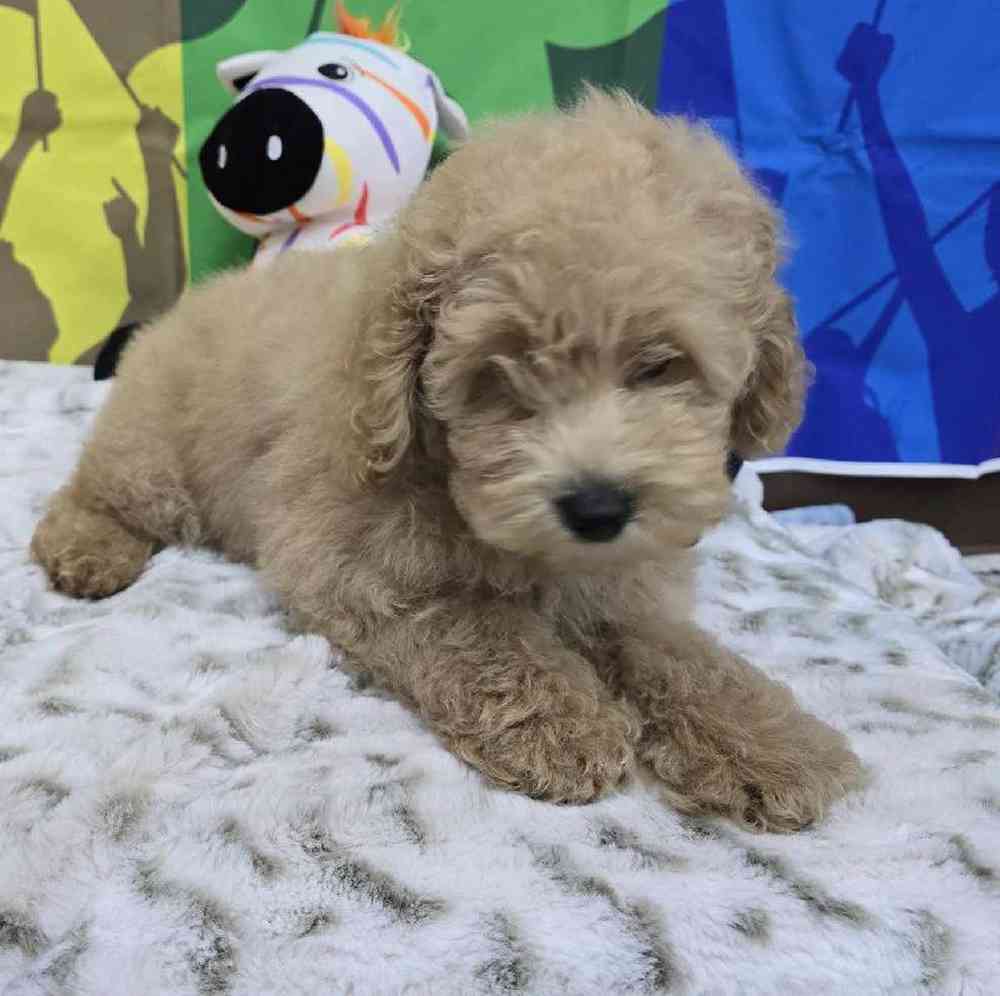 Male Mini Poodle Puppy for Sale in Virginia Beach, VA