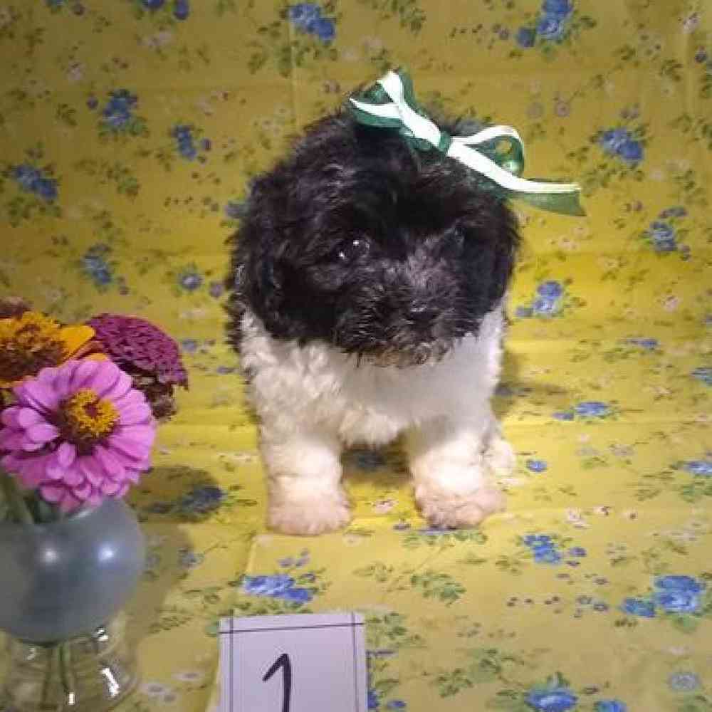 Male Havapoo Puppy for sale
