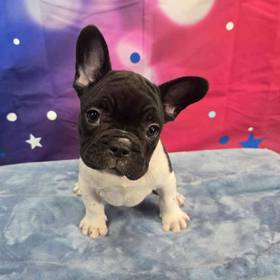 French Bulldog