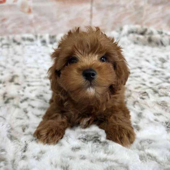 Cavapoo