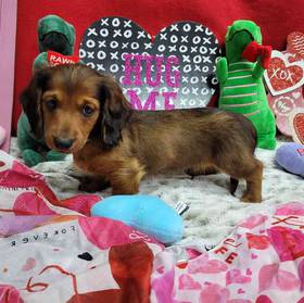 Dachshund