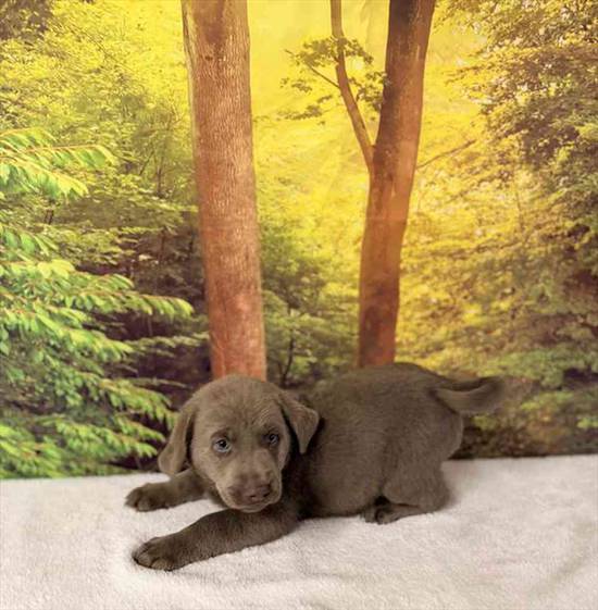 Labrador Retriever