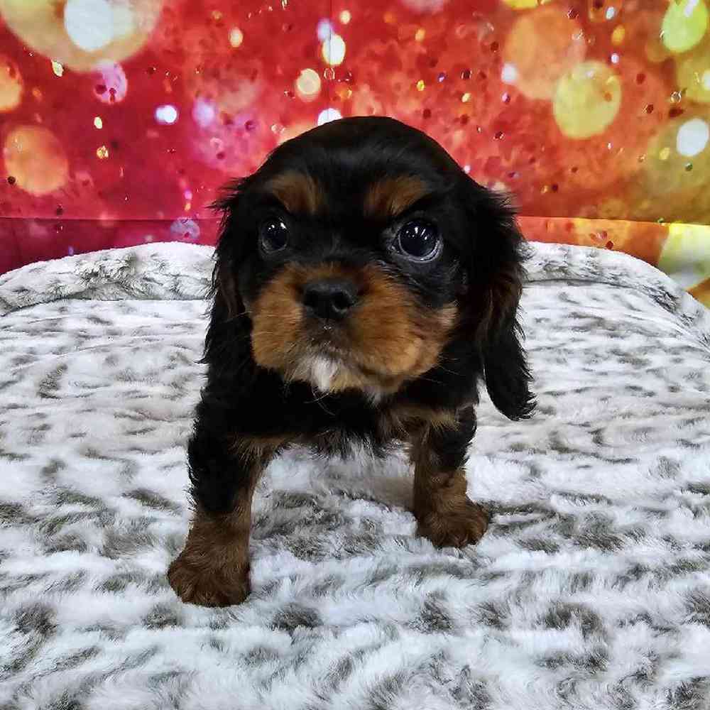 Male Cavalier King Charles Spaniel Puppy for Sale in Virginia Beach, VA